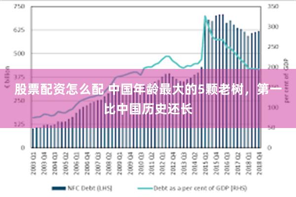 股票配资怎么配 中国年龄最大的5颗老树，第一比中国历史还长